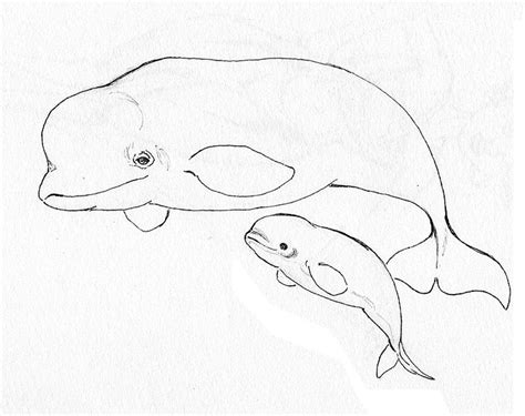 Animal Coloring Pages Beluga Whale Endangered Page Ballenas Dibujo Dibujos De