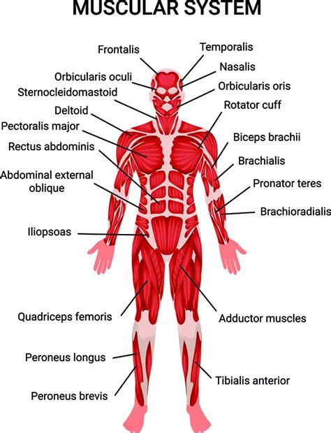 Muscles Education Site