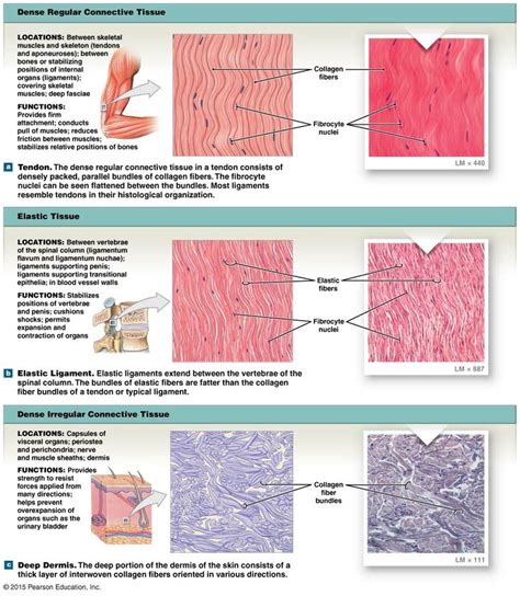 Figure Showing The Types Of Dense Connective Tissue Tissue Types