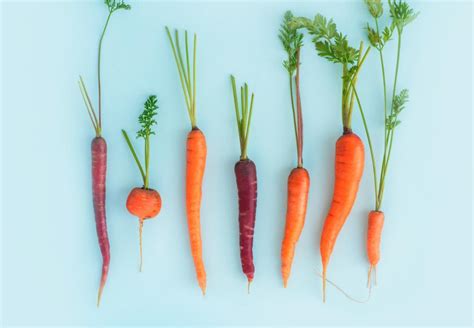 Carrot Types Varieties And Hybrids To Grow