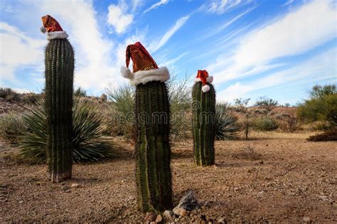 The schlumbergera, or christmas cactus is a favorite holiday plant. Christmas Scenes, 3 Santa Claus Hats On Cactus In Desert ...