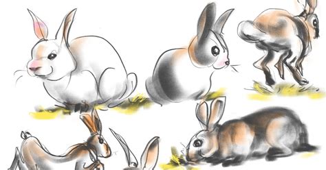 Gesture Drawings Rabbit Gestures