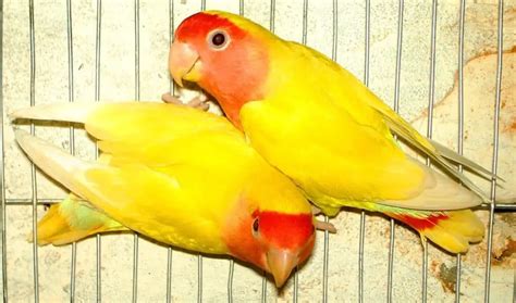 Breeding Parrots Comprehensive Guide Wooparrot