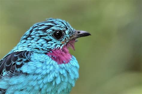 Stunning Birds In Beautiful Photography Palomar Audubon Society
