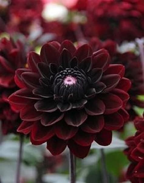 Black Dahlia Flower Seeds Images And Photos Finder