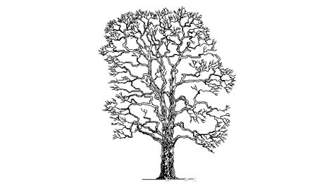 Sycamore Tree Sketch At Explore Collection Of