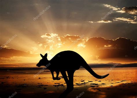 Kangaroo On Sunset Stock Photo By ©idizimage 7082267