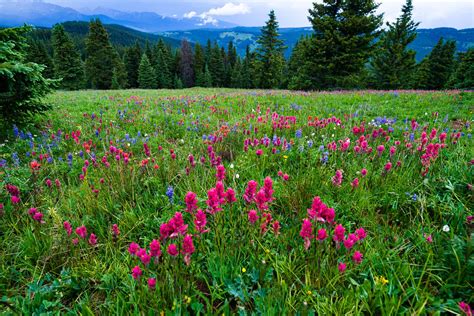 Wildflower Mountain Meadow With Explosion Of Color By Adventurephoto