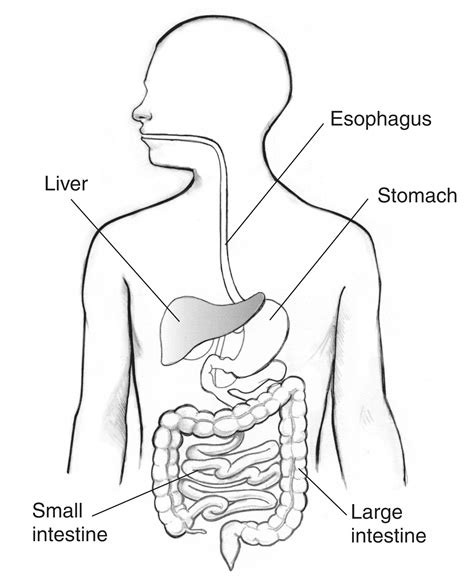 Digestive Tract With The Esophagus Stomach Liver Small Intestine