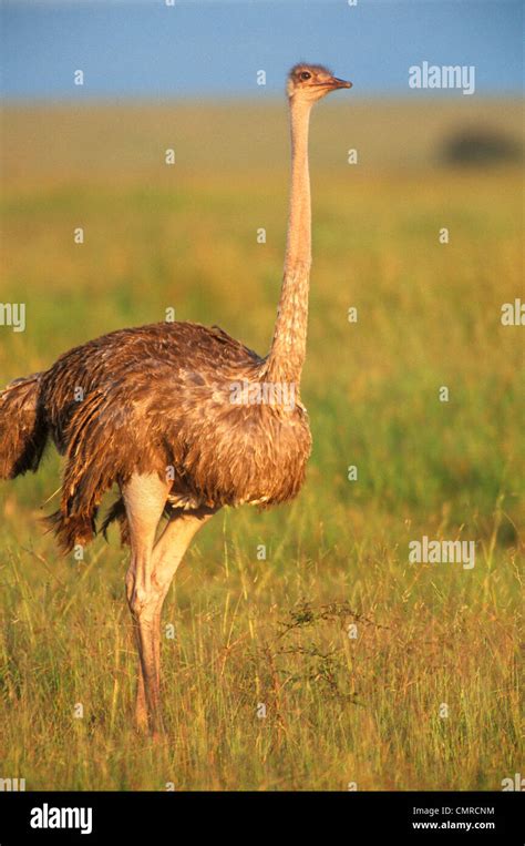 2000s Female Ostrich Struthio Camelus Standing In Plain Kenya Mara