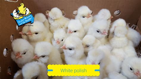 White Polish Chickens Baby Chicks For Sale Cackle Hatchery