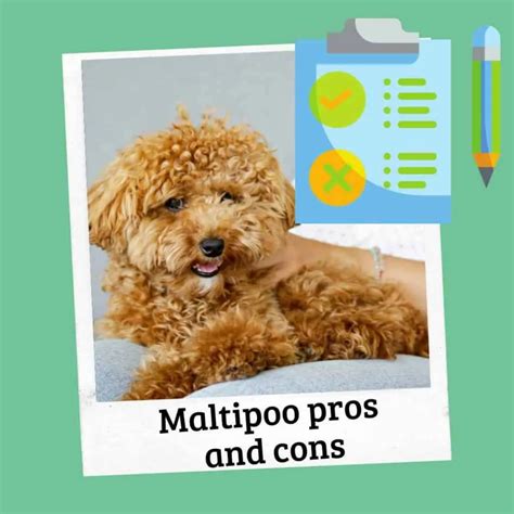Maltipoo Pros And Cons Should You Get A Maltipoo Oodle Life