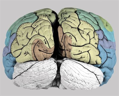 The brain consists of the cerebrum, the brainstem and the cerebellum. The Human Brain · Atlas of the Human Brain · Surface views
