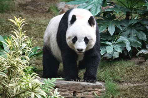 Los Maravillosos Pandas