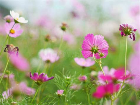 Pink Cosmos Flower Stock Photo Image Of Healthy Colorful 105476944