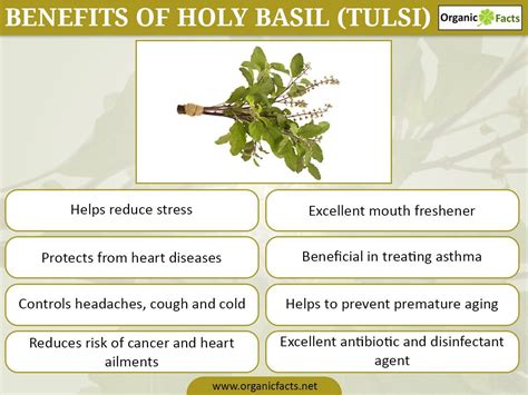 The Health Benefits Of Holy Basil Or Tulsi Include Oral Care Relief