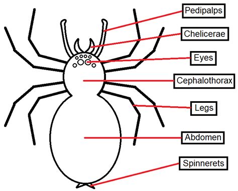 Draw A Simple Picture Of A Spider And Label Its Parts Quizlet