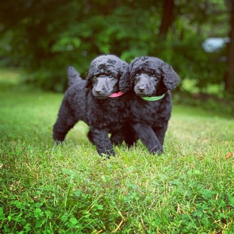 Akc Standard Poodle Puppies Ready To Go Now In Pittsburgh Pennsylvania