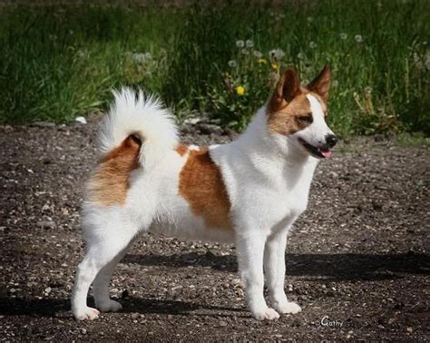 Nordic Spitz Unique Dog Breeds Purebred Dogs Hybrid Dogs