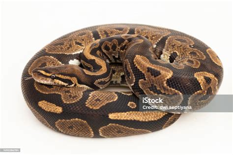 Photo Libre De Droit De Python Boule Python Regius Serpent Sur Fond