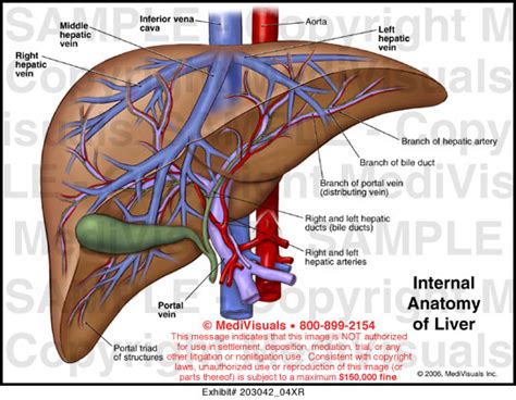 Internal Anatomy Of Liver Medical Illustration Medivisuals