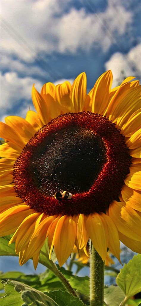 Sunflower Sky Flower Wallpapersc Iphone Xs Max