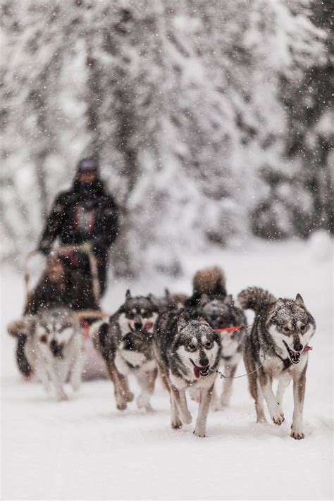 We Love Snow An Amazing Husky Adventure Through The Snowy Forest At