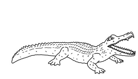 Free Printable Alligator Coloring Pages For Kids Animal Place