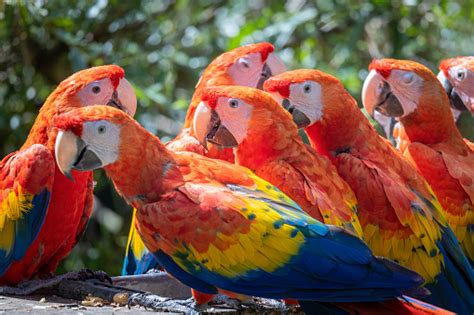 La Guacamaya Roja Grupo De Loros Foto De Stock Y Más Banco De Imágenes