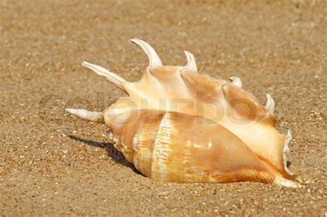 Conch Shell On Sandy Beach Stock Image Colourbox