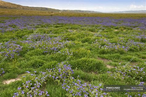 Wildflowers Bloom Over Meadow — Ground Outdoors Stock Photo 162673928
