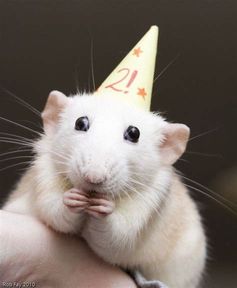 Birthday Rat Should Totally Do This Cute Rats Cute Hamsters Cute
