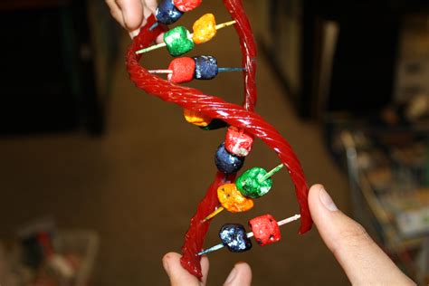 How To Make A Dna Model Project Science Project Ideas