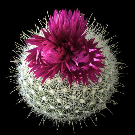 Cactus Strawflower 2 Crodd Chin Flickr