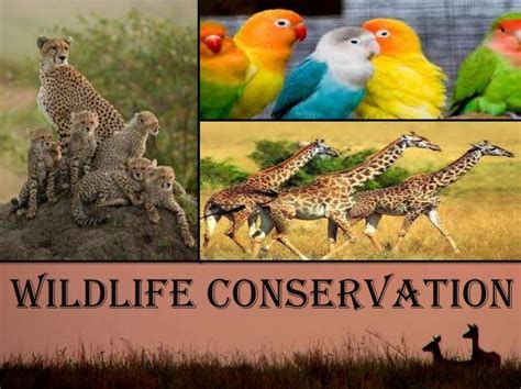 Top 182 Conservation Of Wild Animals Information