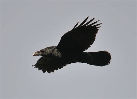 raven corvus corax ireland s wildlife
