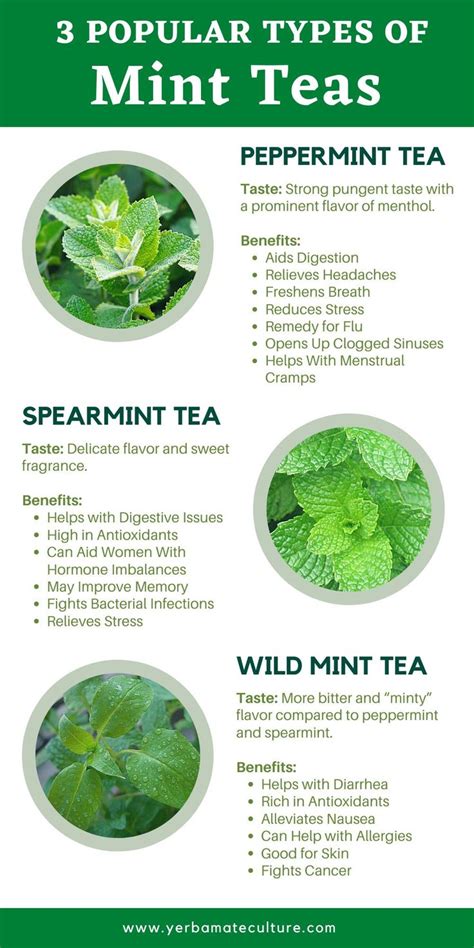3 Types Of Mint Tea Taste And Health Benefits Spearmint Tea