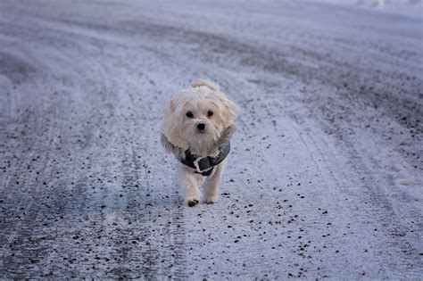 Free Images Sand Snow Winter White Sweet Puppy