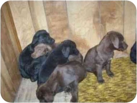 Labrador özellikleri, labrador nasıl bir köpektir eğitimi kolay mı? Lab puppies | Adopted Puppy | Woodsfield, OH | Labrador ...
