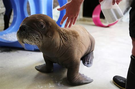 Seaworlds Baby Walrus Is Learning How To Swim Without Moms Help