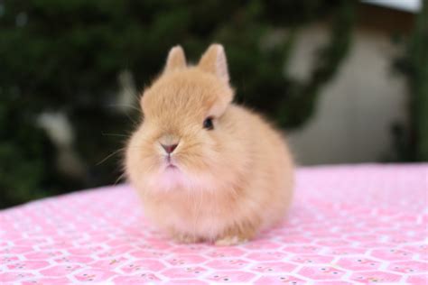 Netherland Dwarf Rabbit Rabbits For Sale Anaheim Ca 184494