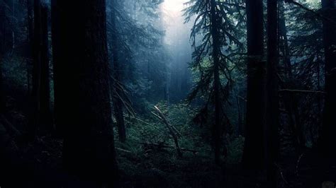 Vieille Forêt Sombre Regarder Fond Décran Hd Magnifique Environnement