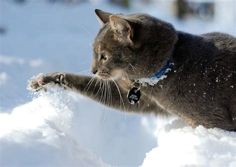 50 Majestic Cats Playing In The Snow Winter Cat Cute Cats Cats