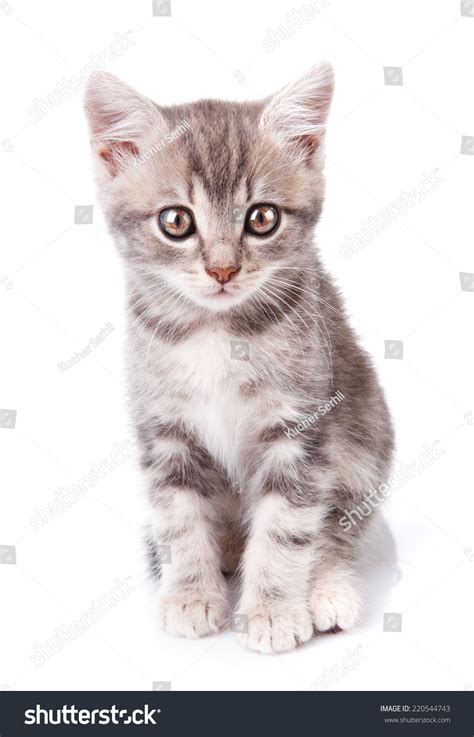 Beautiful Gray Tabby Kitten Sitting On White Background