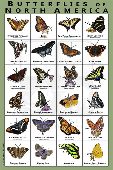 Butterflies Of North America Art Print Field Guide Etsy