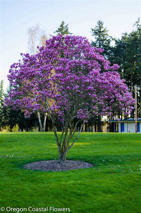The city of portland, oregon, has more than 10,000 acres (4,000 ha) of public parks and other natural areas, including one of the largest municipal parks in the united states, forest park. Lavender and White Flowering Tulip Magnolia Branches ...