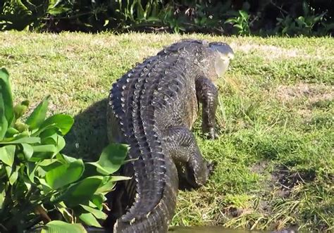 ‘biggest Alligator Ever Recorded In Us At ‘15ft Emerges From Murky