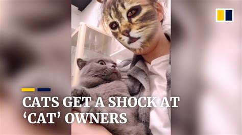 Cats Get A Shock When They See Their ‘cat Owners Youtube
