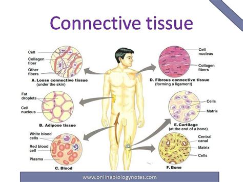 Connective Tissue Characteristics Functions And Types Online