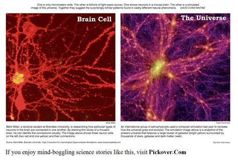 A Simple Explanation Of Absolutely Everything Brain Cell Fractal Of